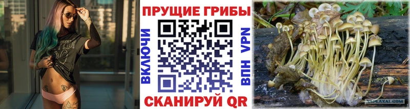 как найти закладки  Сунжа  Галлюциногенные грибы GOLDEN TEACHER 